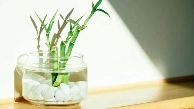 Bambu Çiçeği Nasıl Yetiştirilir