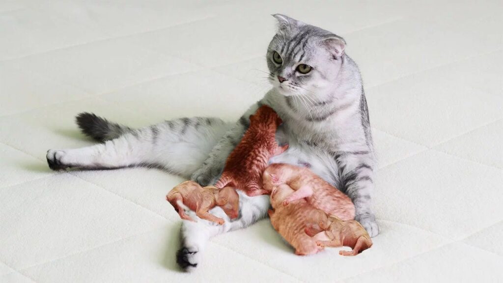 Kedilerde Doğum Öncesi Akıntı Normal Midir