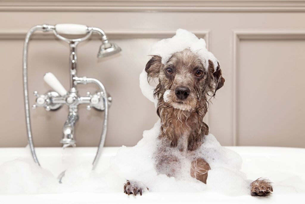 Köpekler Nasıl Banyo Alışkanlığı Kazanır