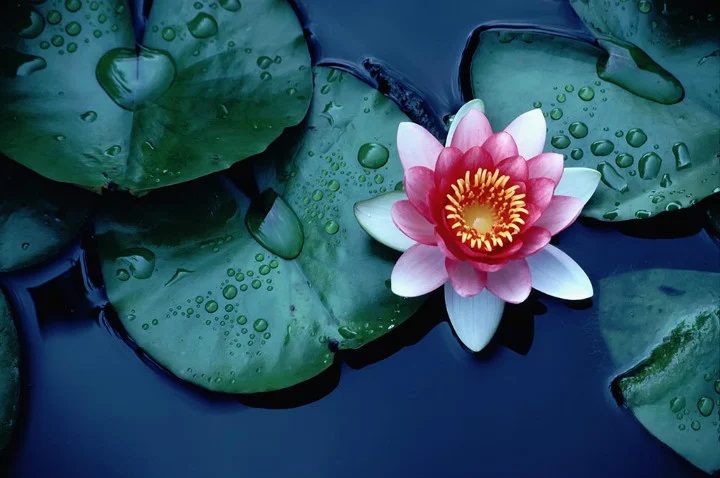 Lotus Çiçeğinin Anlamı
