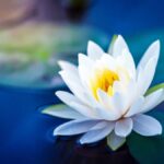 Nilüfer Çiçeği ve Lotus