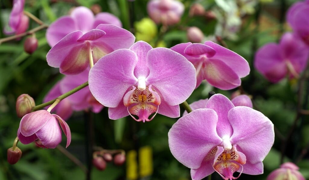 Orkide Bakımı Konusunda Nelere Dikkat Etmek Gerekir